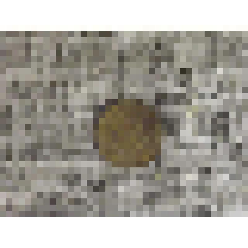 Монета. Две копейки