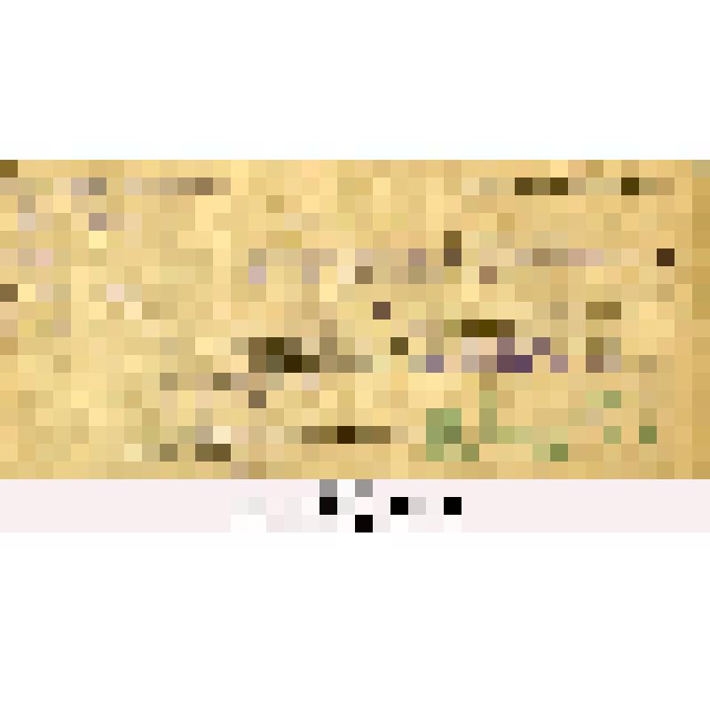 Удостоверение командировочное Немитулаевой Ф.С. от Народного комиссариата Земледелия Крым АССР (г. Краснодар)