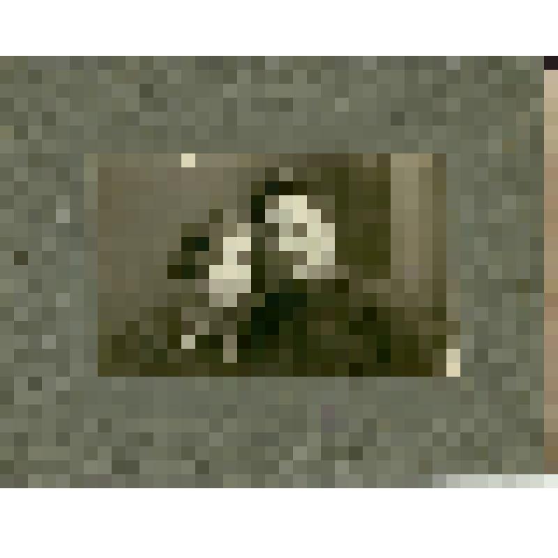 Фотография. Конаков Петр Тимофеевич, политический руководитель военной части 2265 Особой Краснознамённой Дальневосточной армии с женой Конаковой Клавдией Дмитриевной
