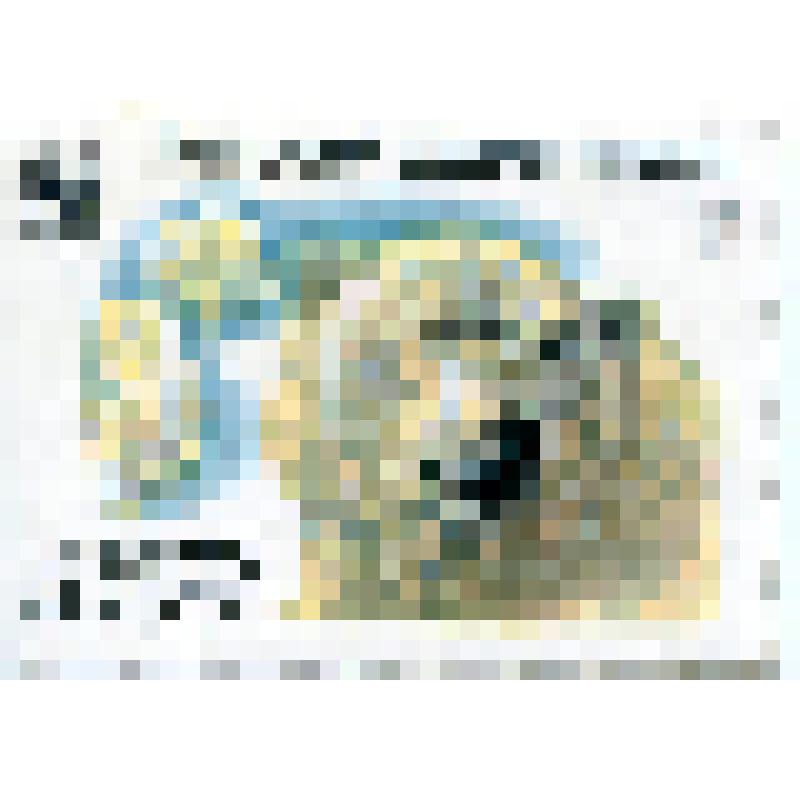 Марка почтовая. Животные. Медведь белый или полярный (Thalarctos maritimus). Номинал 20 копеек