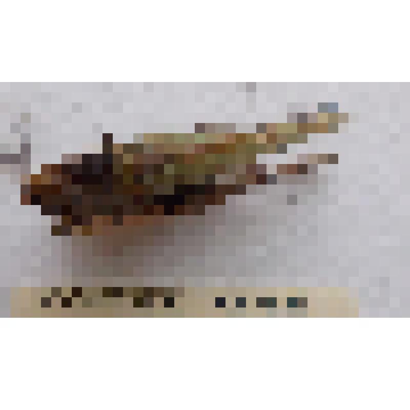 Класс: Насекомые (Insecta), Отряд:Прямокрылые (Orthoptera ), Семейство: Кузнечики настоящие (Tettigoniidae), Род: Decticus  "Кузнечик серый (Decticus verrucivorus, Linnaeus, 1758)"