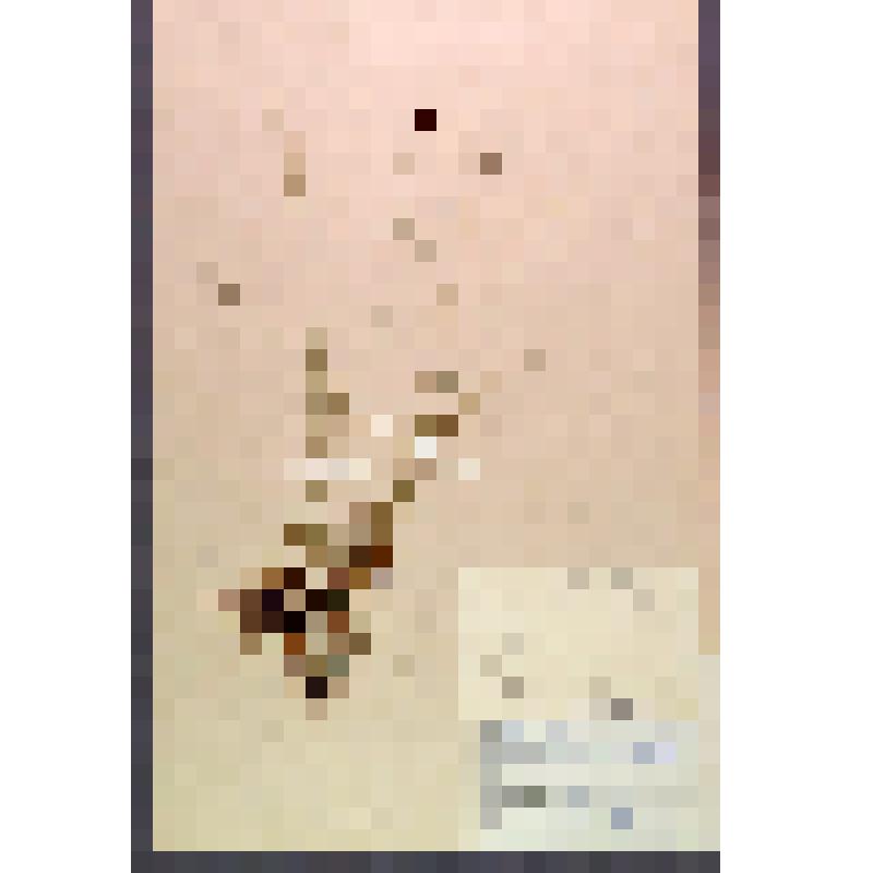 Лист гербарный. Блисмус рыжий (Blysmus rufus)