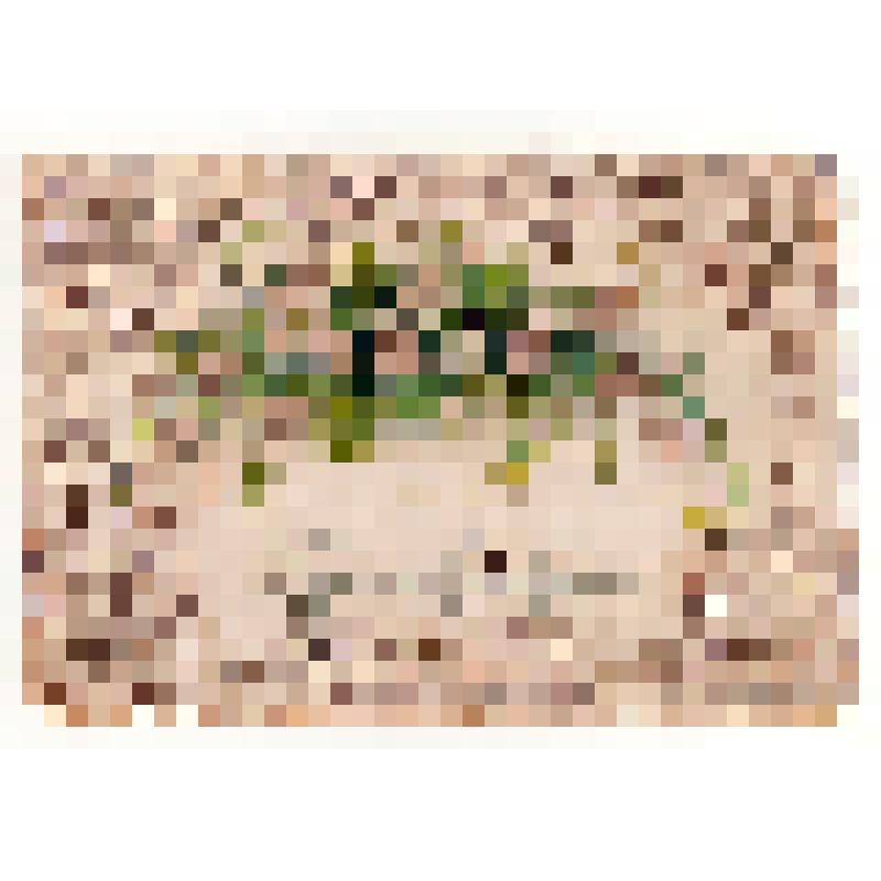 Карточка почтовая "Христосъ Воскресе!"