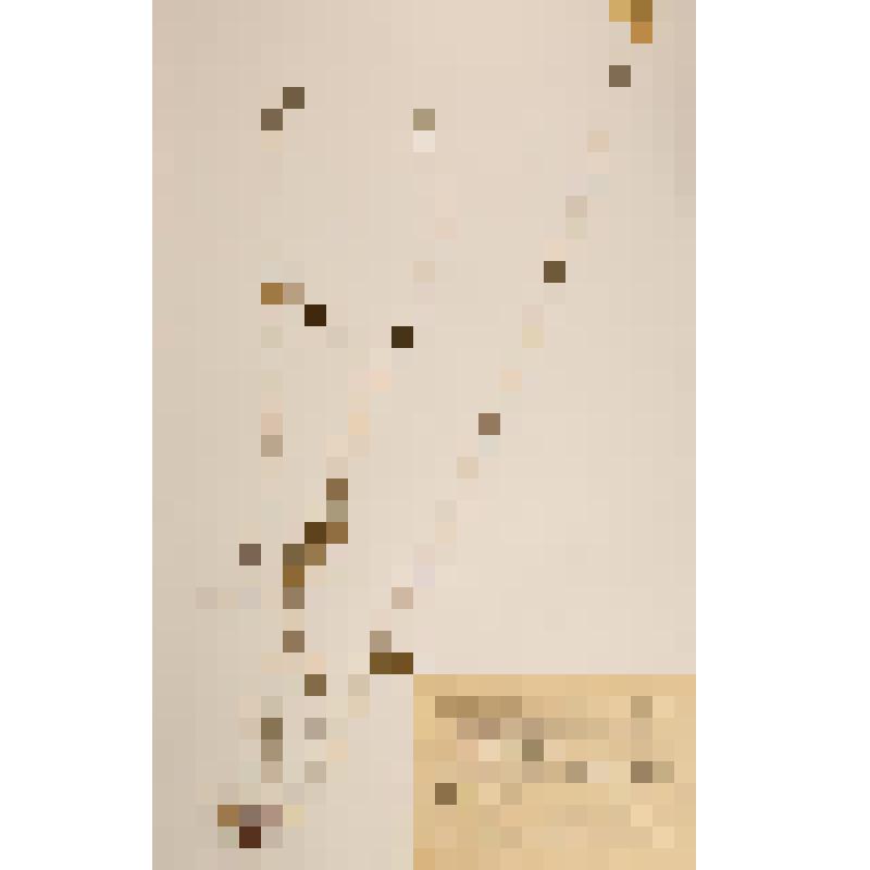 Гербарий. Белозор болотный. Parnassia palustris