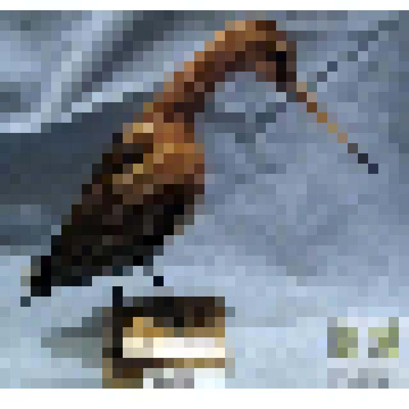 Чучело большого вертенника (Limosa brisson)