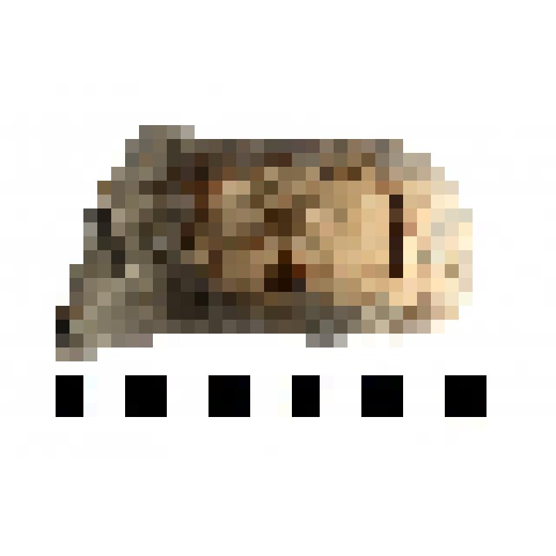 Клеймо на ручке синопской амфоры