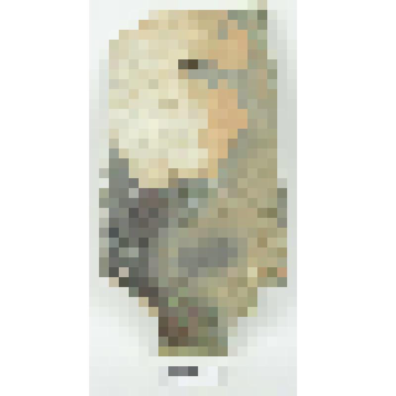 Черепица городчатая зеленая