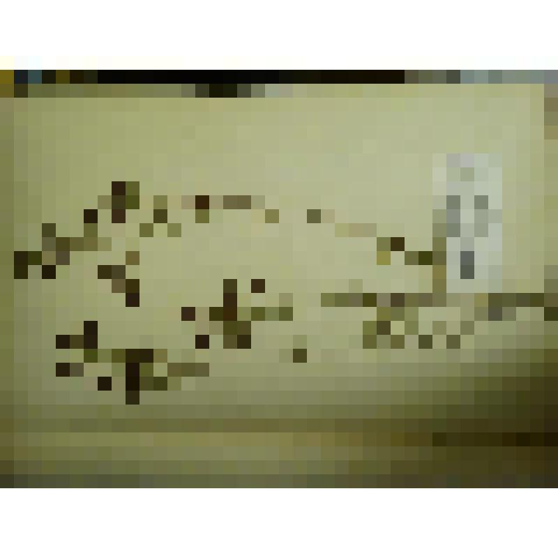 Гербарий. Клевер золотистый. Из гербария "Флора Ингрика"