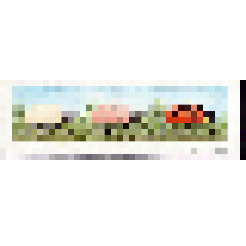 Как появилась божья коровка: постепенный процесс раскраски тела взрослой формы (с.10)