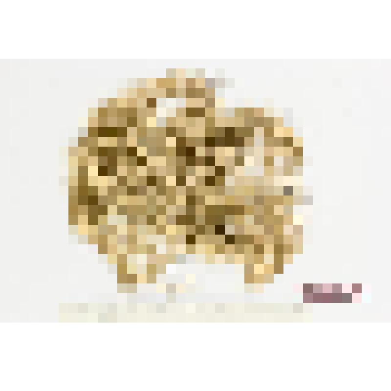 Гербарный экземпляр лихенологический (лишайники). Уснея длиннейшая