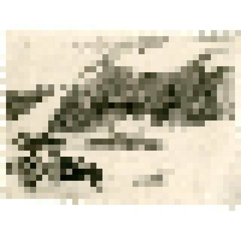 Фотография. Упряжка ездовых собак у мыса «Буруус-таас» на Ляховском острове