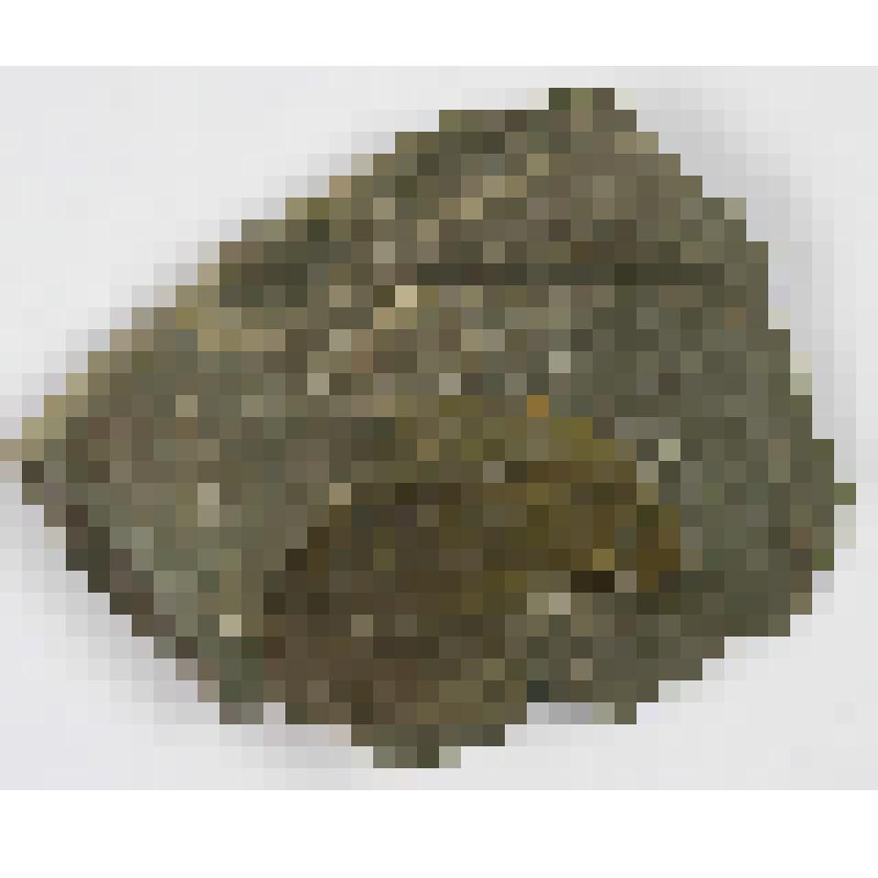 Тип членистоногие. Arthropoda. Отпечаток