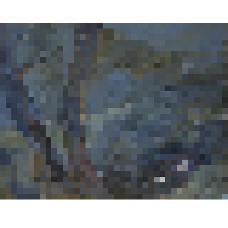 Дерево. Наследие Эдуарда Штейнберга, картина