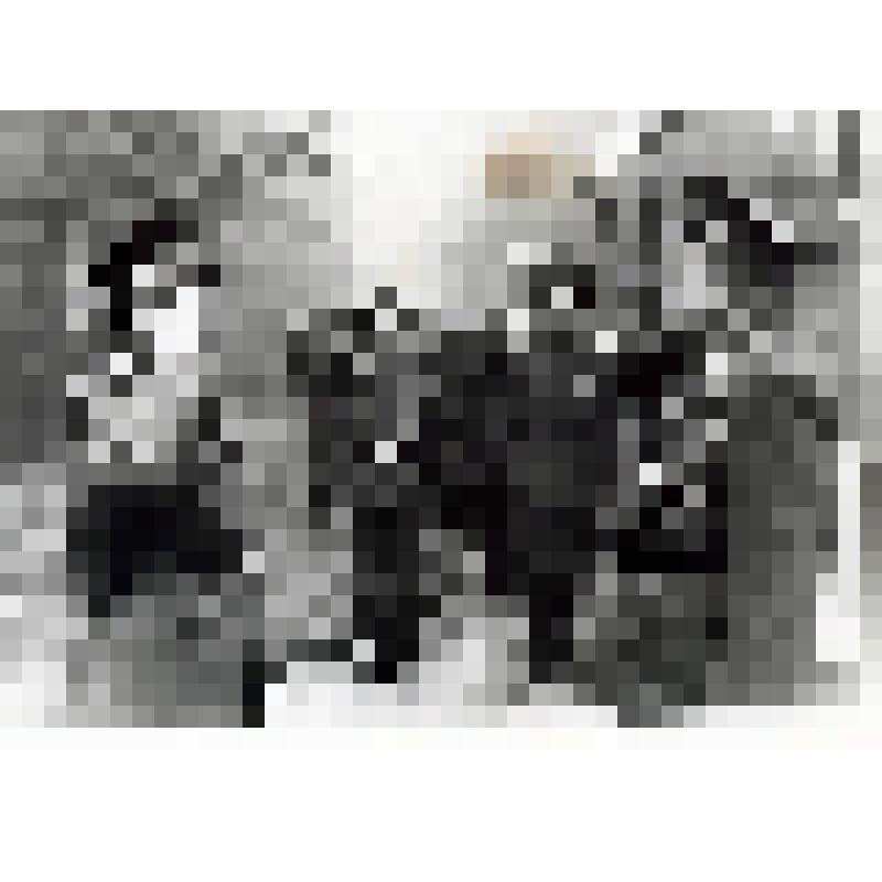 Фотография. Постников Станислав Иванович (1928), генерал-полковник (1979), командующий войсками Прибалтийского военного округа (1980), во время встречи участников маневров "Запад-81".
 Слева - Постников С. И., справа - Устинов Дмитрий Федорович (1908), Ма