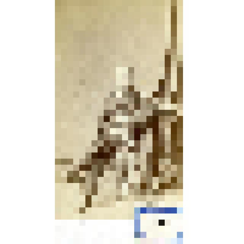 Фотография черно-белая. Барон Вревский Алексей Борисович