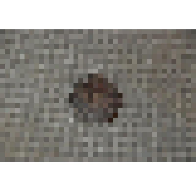 Монета номиналом одна копейка