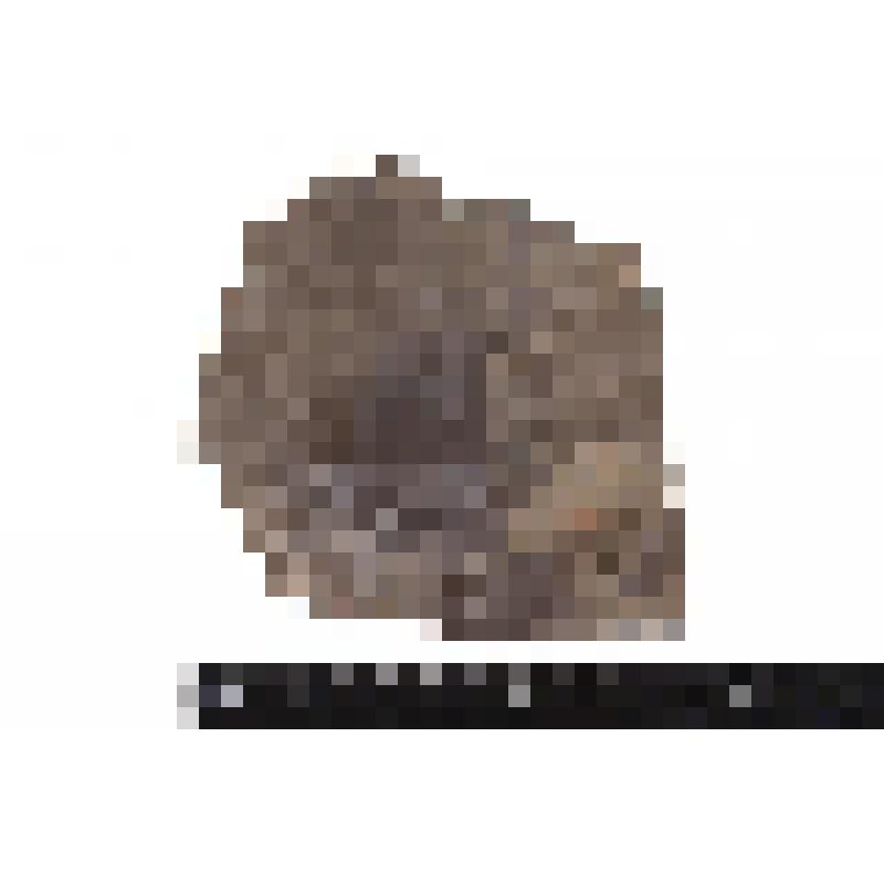 Класс двустворчатые моллюски. Bivalvia. Отпечаток