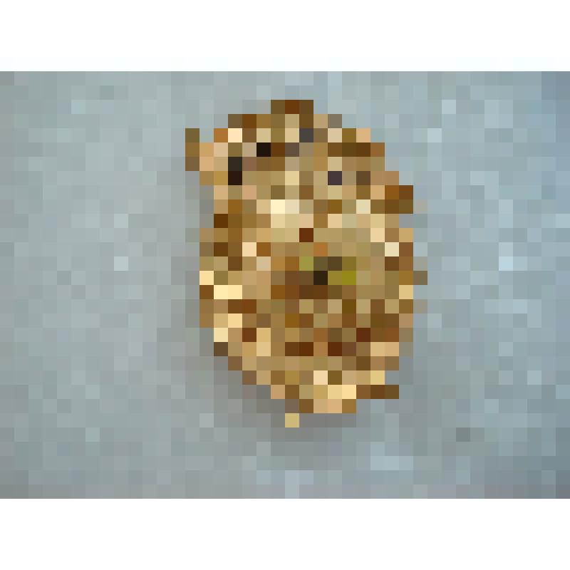 Нагрудный знак " Гвардия" СССР