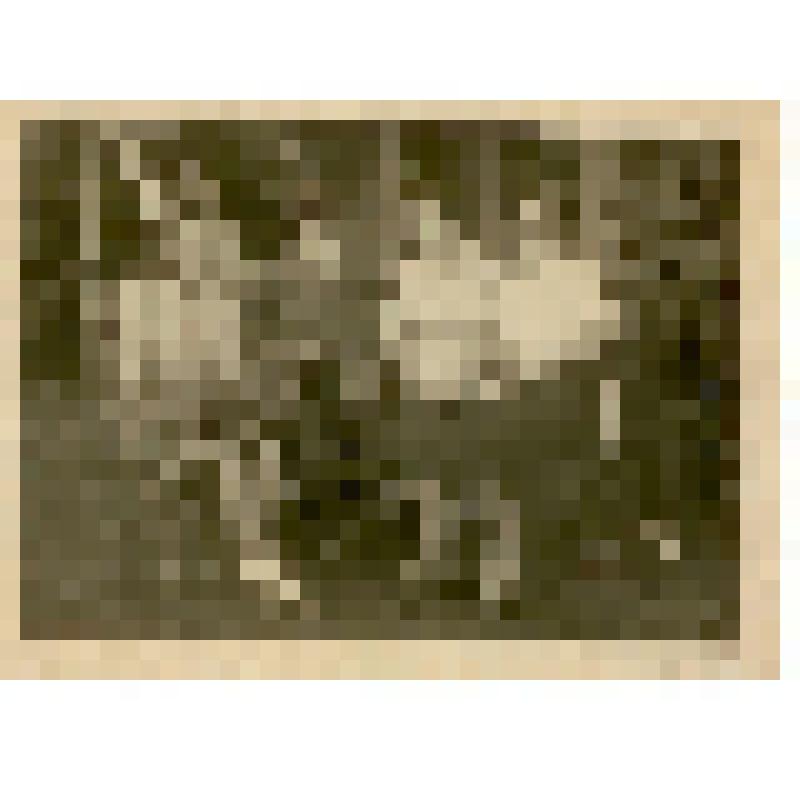 Фотография. Абрамов Николай Яковлевич, участник Великой Отечественной войны, с супругой и отдыхающими в санатории «Черемшаны 1»