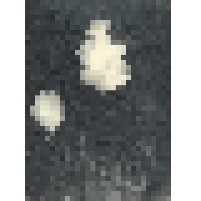 Фото. Маяковский В.В. читает поэму «Летающий пролетарий» на праздновании 2-й годовщины Общества друзей воздушного флота (ОДВФ) в Большом театре. Кадр кинохроники