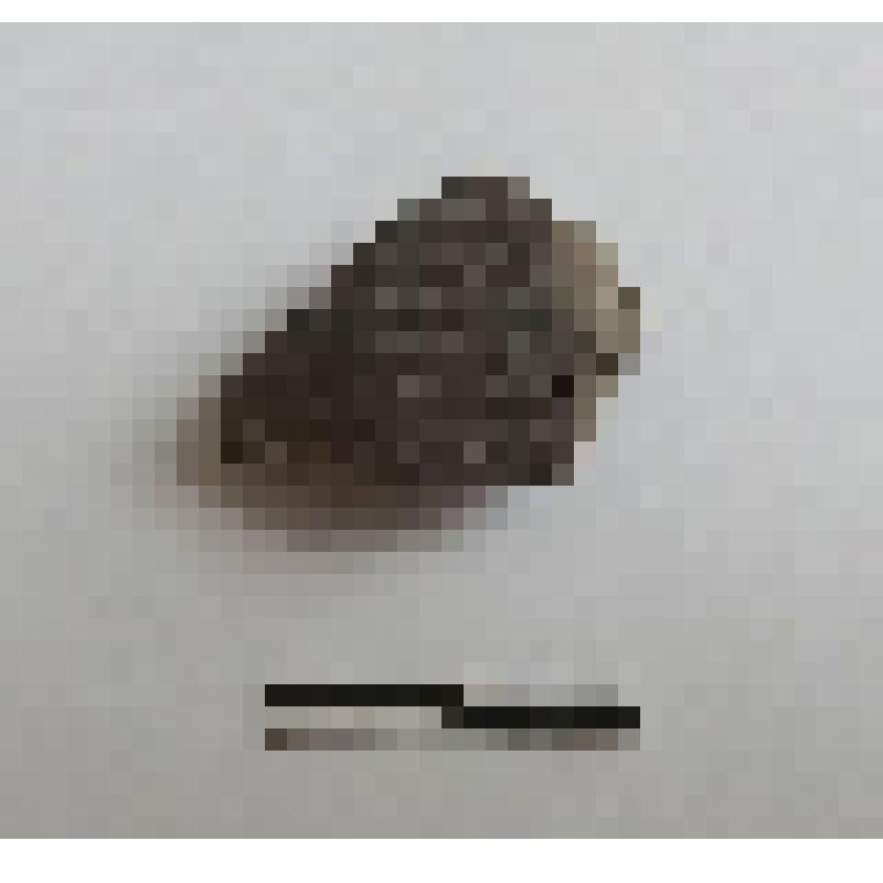 Сосуд лепной. Фрагмент стенки