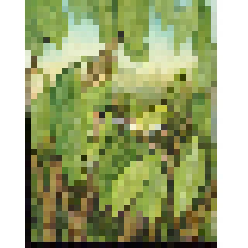 Славка – портниха: сшивает гнездо (с. 22)