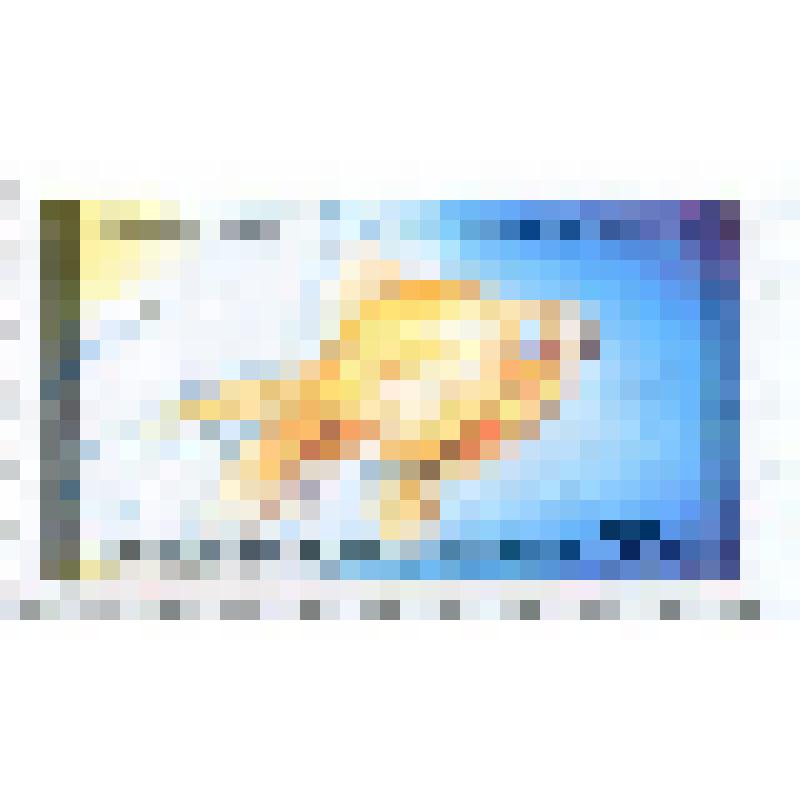 Марка почтовая. Рыба золотая рыбка (Carassius auratus). Номинал 30 монгольских мунгу