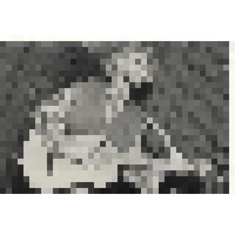 Фотография. Евдокимов Николай Борисович с гитарой во время выступления