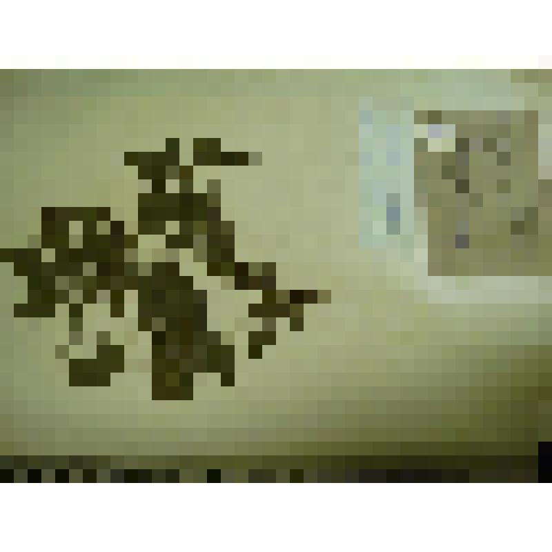 Гербарий. Малина сахалинская, гербария М.И.Губельмана