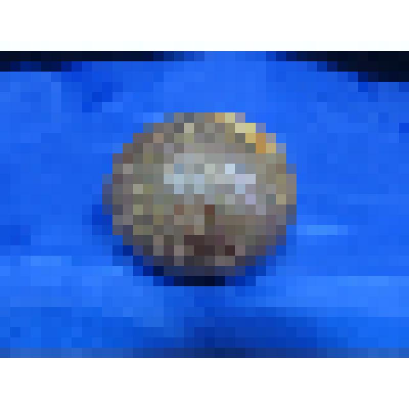 Пушечное ядро