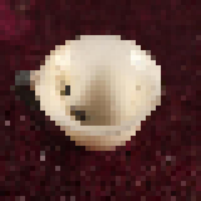 Коробка с костяными бирюльками: чашка