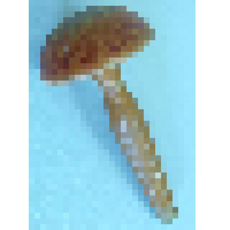 Грибок для штопки, из коллекции бытовых вещей семьи Майоровых