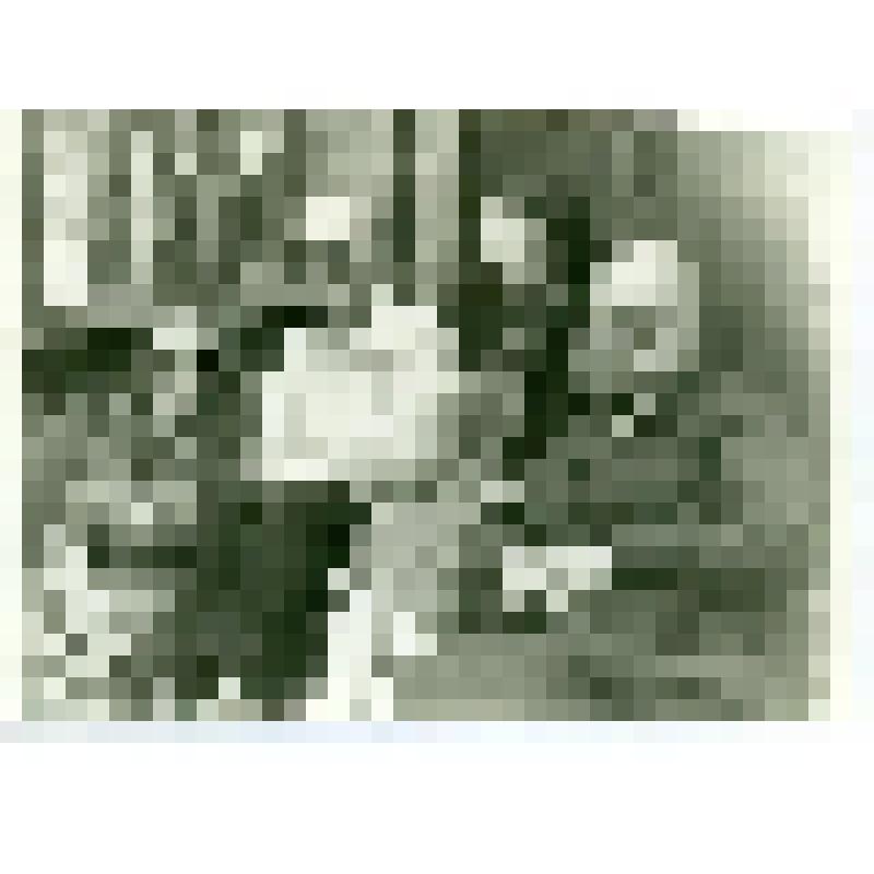 Фотография. Максимовы (правнучатые племянники Д.И.Менделеева) в Кратове