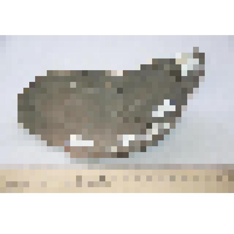 Фрагмент стенки сосуда