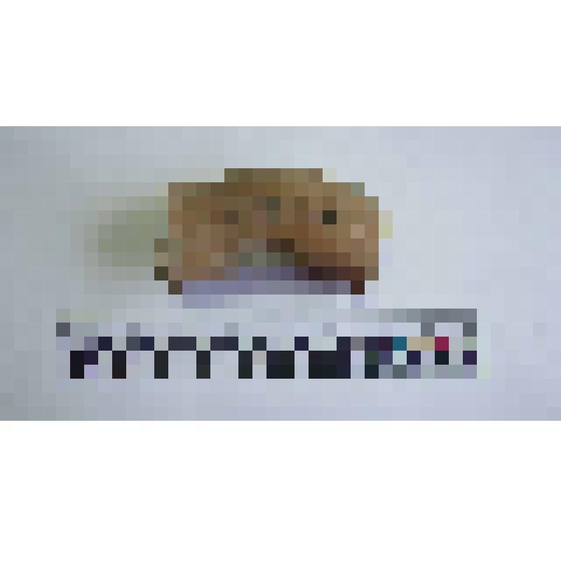Ручка амфоры типа Зеест 80
