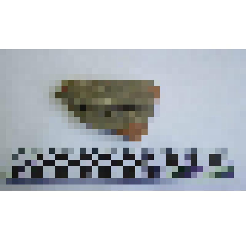 Венчик амфоры типа Зеест 72