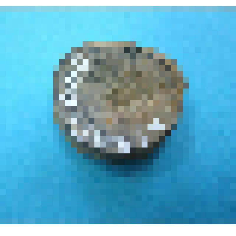 Позвонок, ископаемой акулы. Класс Chondrichthyes (хрящевые рыбы)