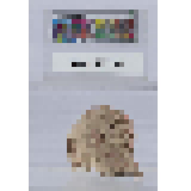 Торс воина, облаченного в короткую тунику и откинутый за плечи плащ, застегнутый на груди круглой фибулой