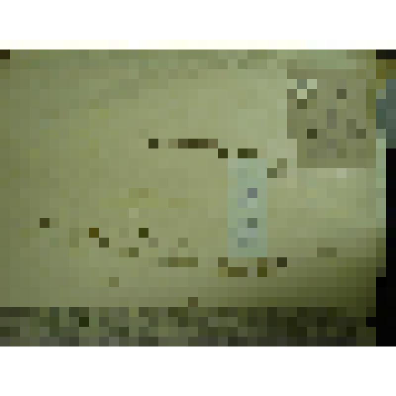 Гербарий. Лапчатка прилистниковая, гербария М.И.Губельмана