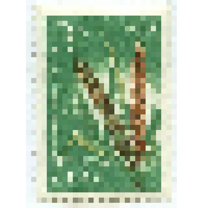 Марка почтовая. "Сельскохозяйственные культуры СССР. Пшеница "безостая-1". 3 копейки