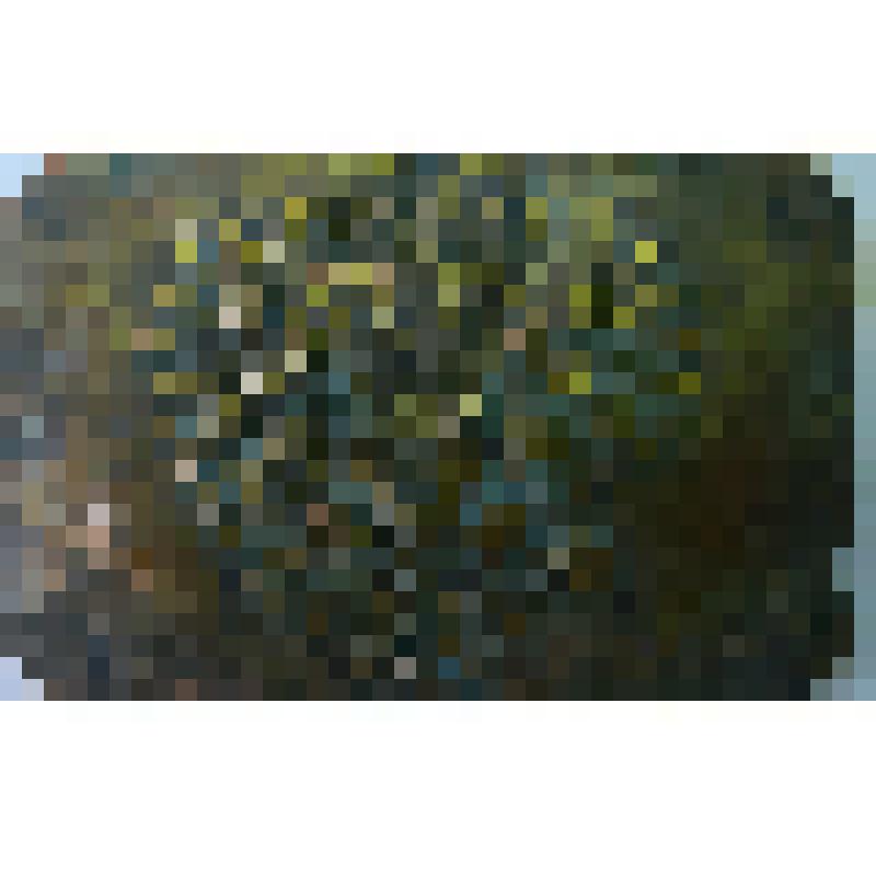 Пряжка бляха поясная Царской России