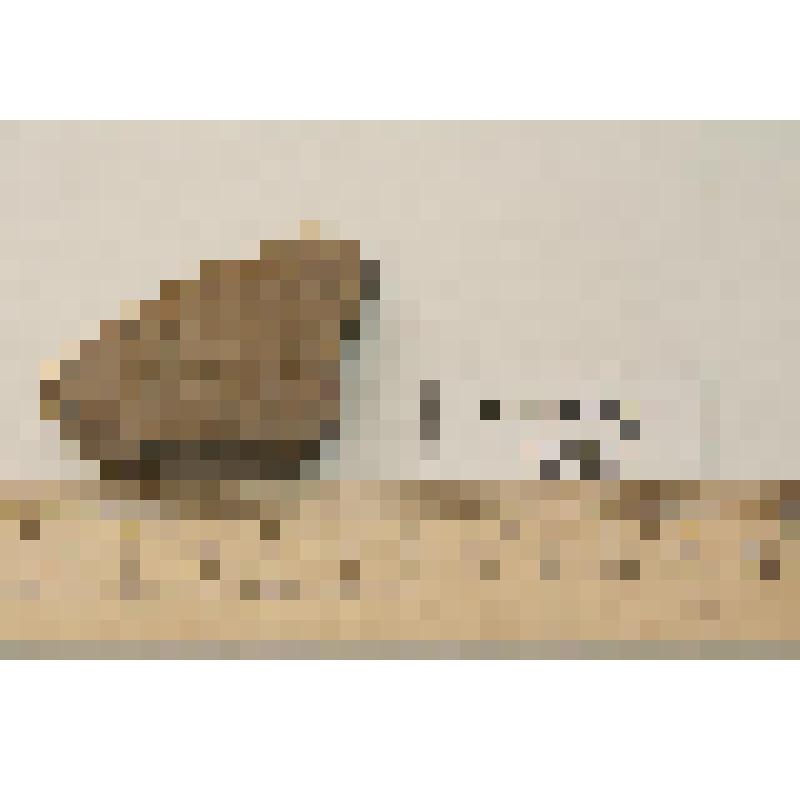 Фрагмент стенки сосуда