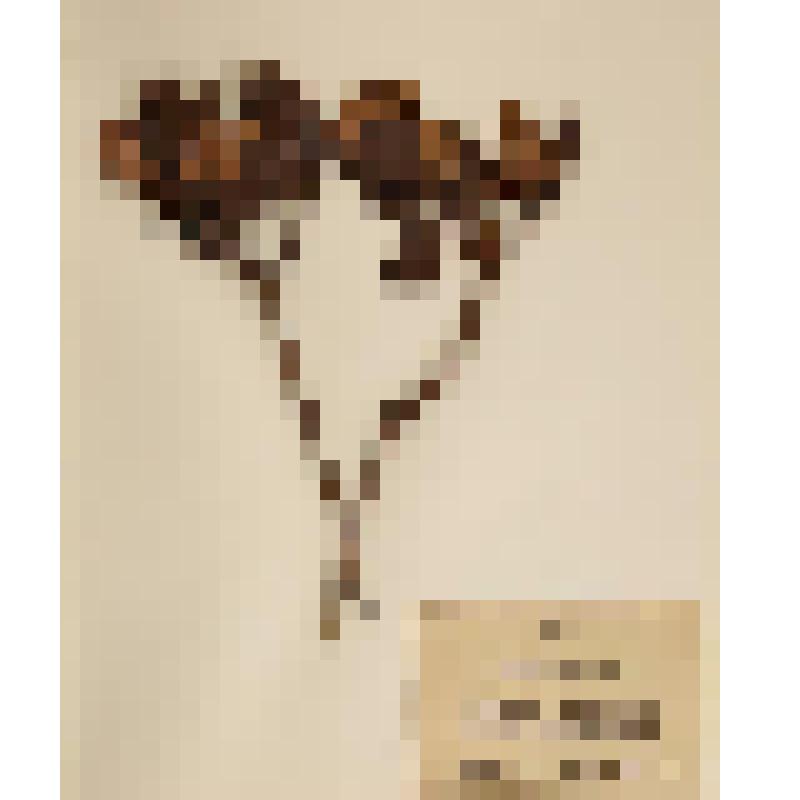 Гербарий. Рододендрон золотистый. Rhododendron aureum