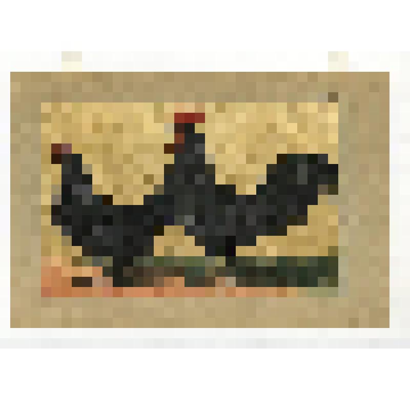 Породы кур.23. Бресс (Poule de la Bresse). Литография цветная