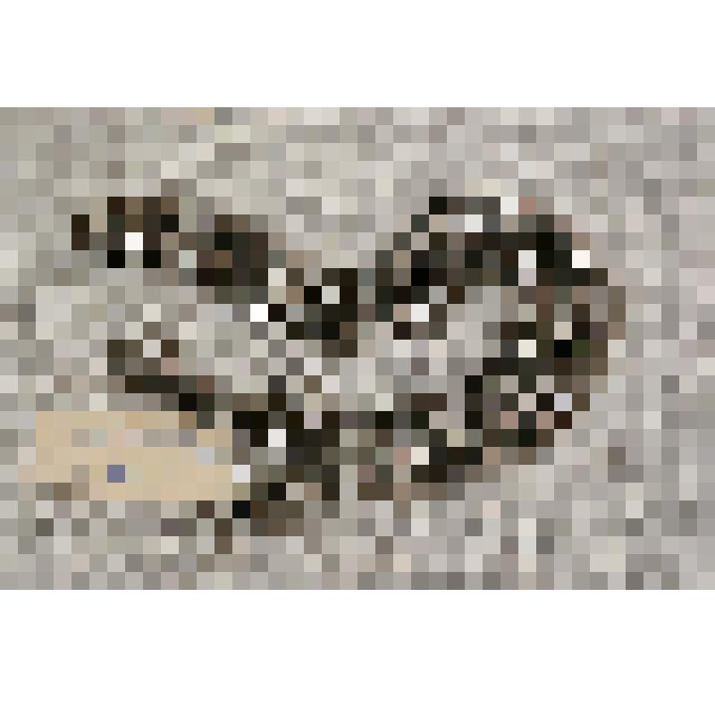 Цепочка к часам карманным фирмы «DOXA». № 516060