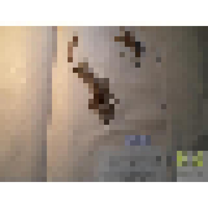 Сосна обыкновенная (Pinus sylvestris L.)