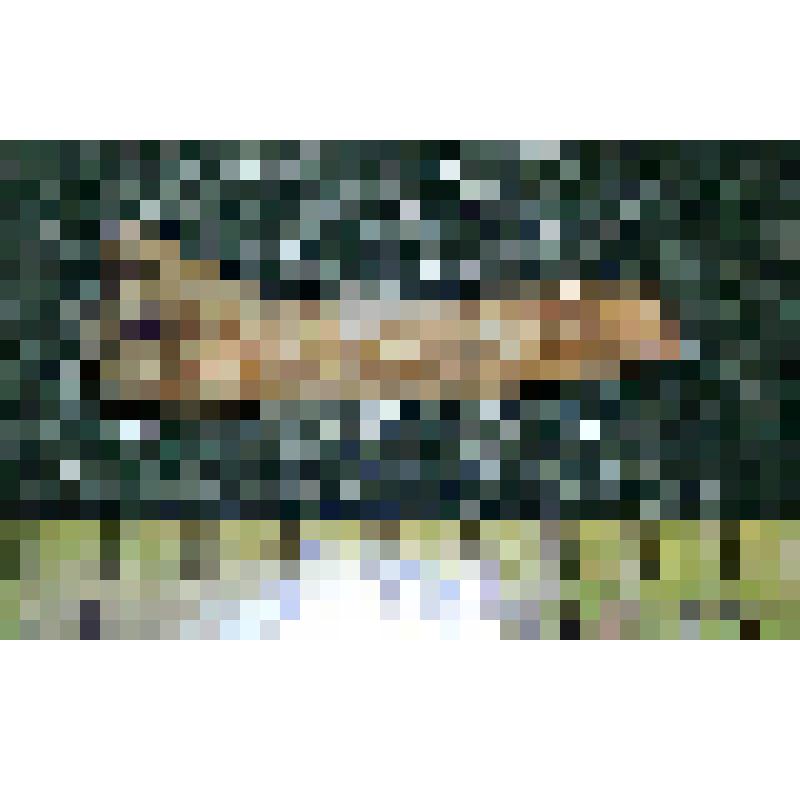 Нижний правый последний постоянный резец (окраек) С1 dex зубра Bison priscus