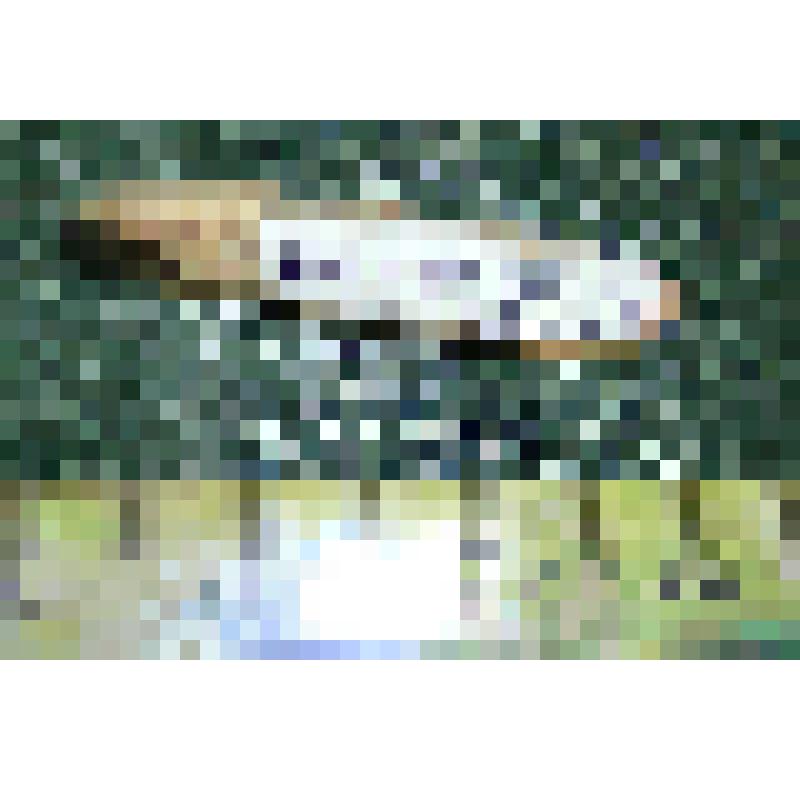 Нижний правый последний постоянный резец (окраек) С1 dex зубра Bison priscus