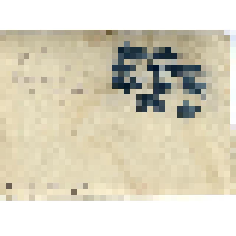 Чукотский район, с. Нунямо, 1933 год. Фотография черно-белая