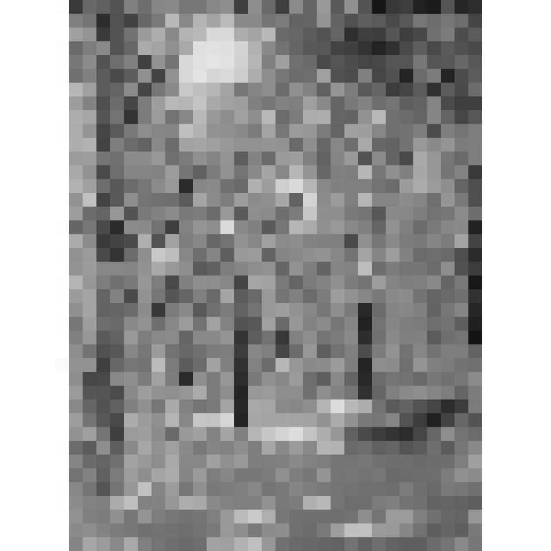 Серия фотографий с авторской фотовыставки "Мой взгляд". Фото цв. Лесопарковая зона 12 микрорайона